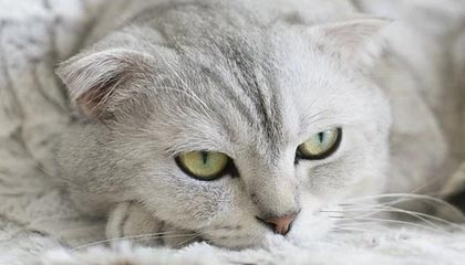 kaiyun体育综合-北美排名赛：战队实力对比谁更强，北美是什么赛区