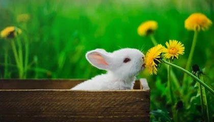 开云网站-快船队内讧事件曝光，球队声势一时受损，快船内部