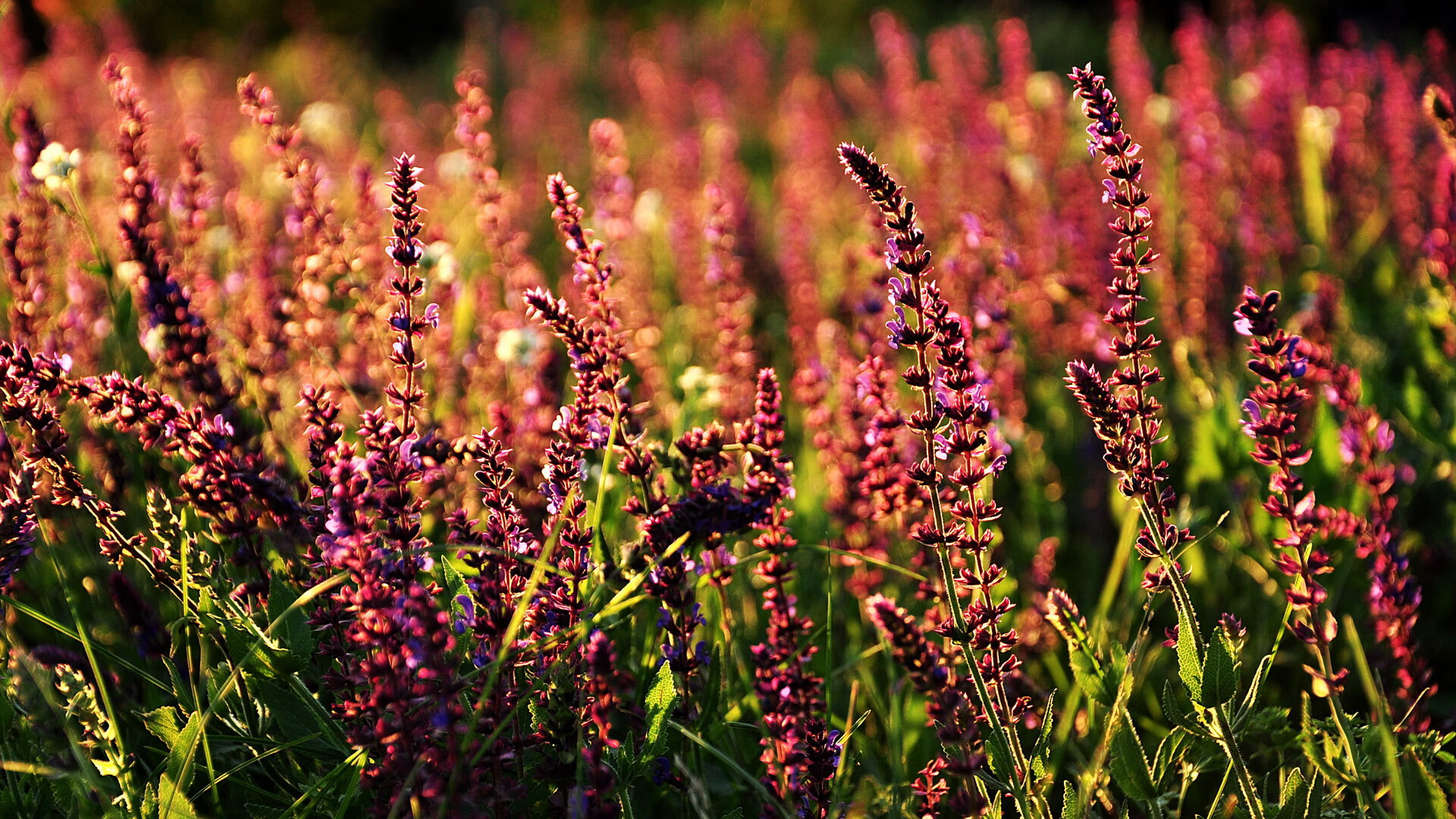 Kaiyun官方登录入口-历史回眸：欧冠对决中的经典精彩瞬间，欧冠经典比赛视频回放