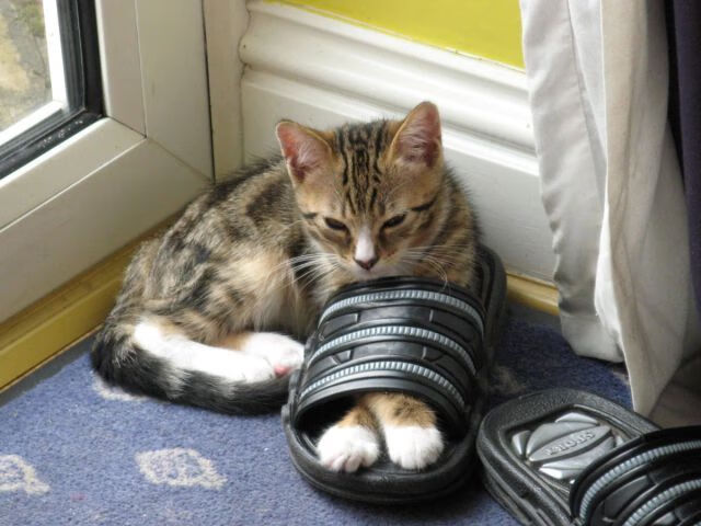 kaiyun网站-史上最激烈“冠军夜”全场回顾，感受巅峰对决！，冠军之夜活动地址