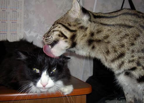 智能硬件和高科技设备:开启篮球新体验,智能篮球app