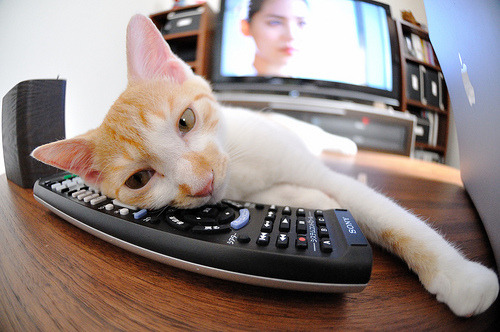 开云体育-日本传统马术赛事“Sinjska Alka”在2024年成功举办，吸引众多观众参与。