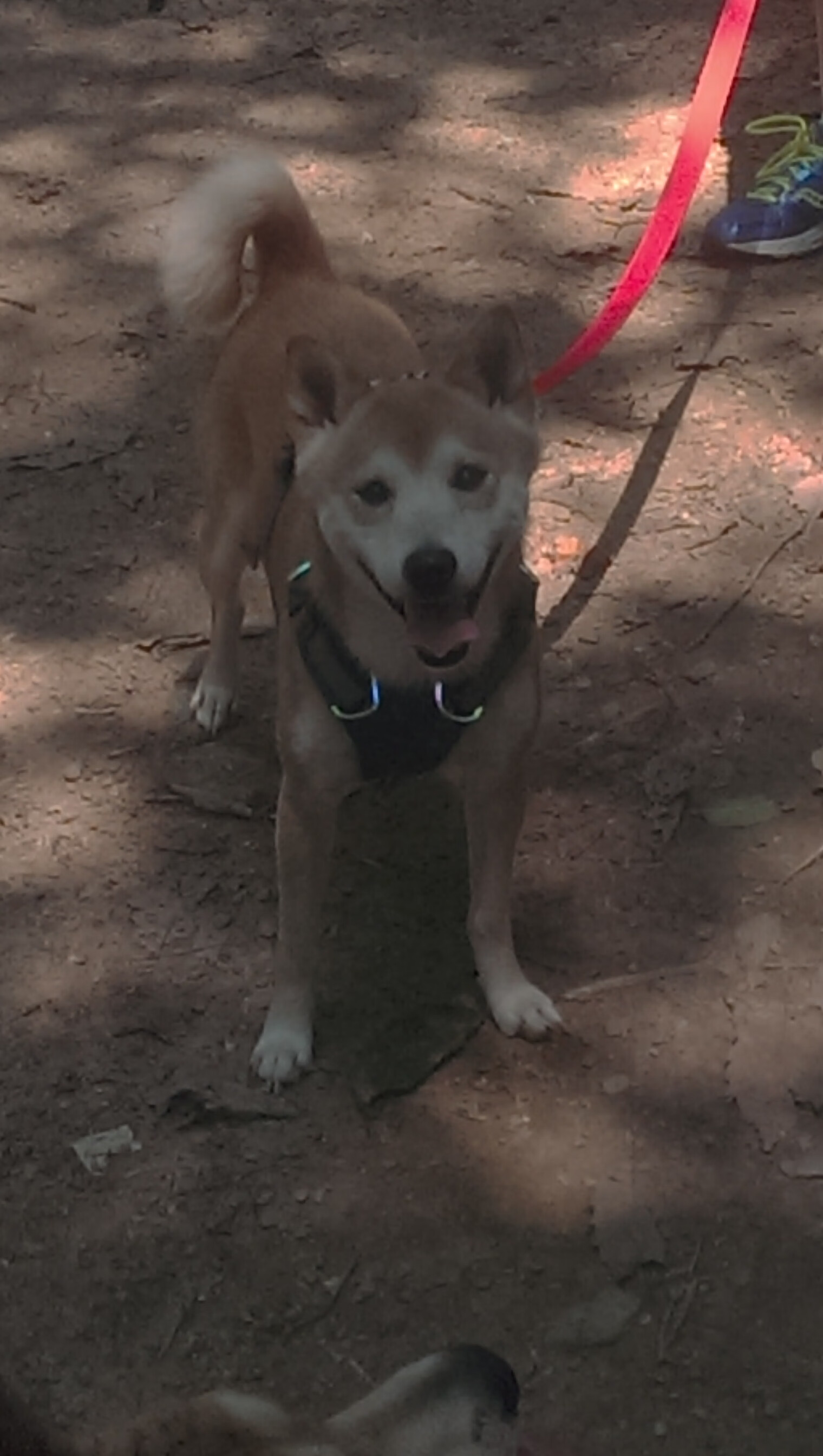 kaiyun体育综合-疯狂交易：联盟最新的交易动向盘点，疯狂的交易员 电影