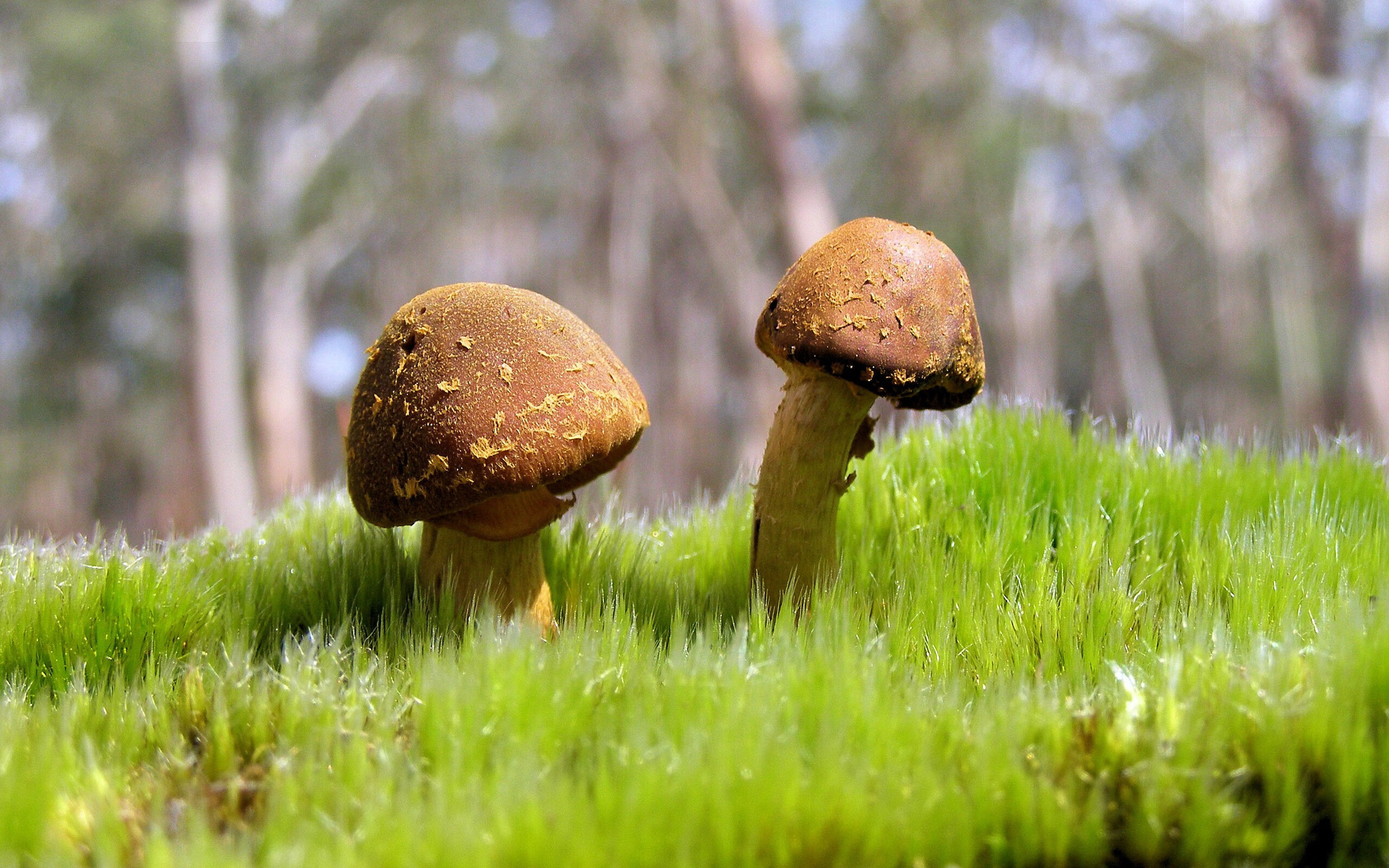 Kaiyun(中国)开云-里奇·米兰主场魅力十足，迎来佳绩，米兰加里奇