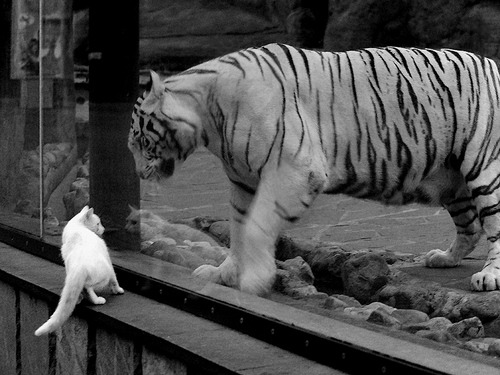 山东泰山主场连胜势头不减,山东泰山队重大调整