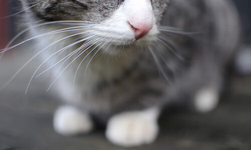 开云中国大陆-库兹马诺维奇在巴黎奥运会手球比赛中屡次扑救对方单刀球，库兹马首发