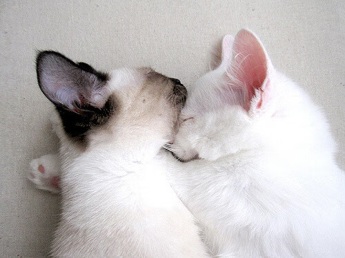 开云官方-申花惨败，贵州三球大胜引领主场战绩，申花3-1胜重庆