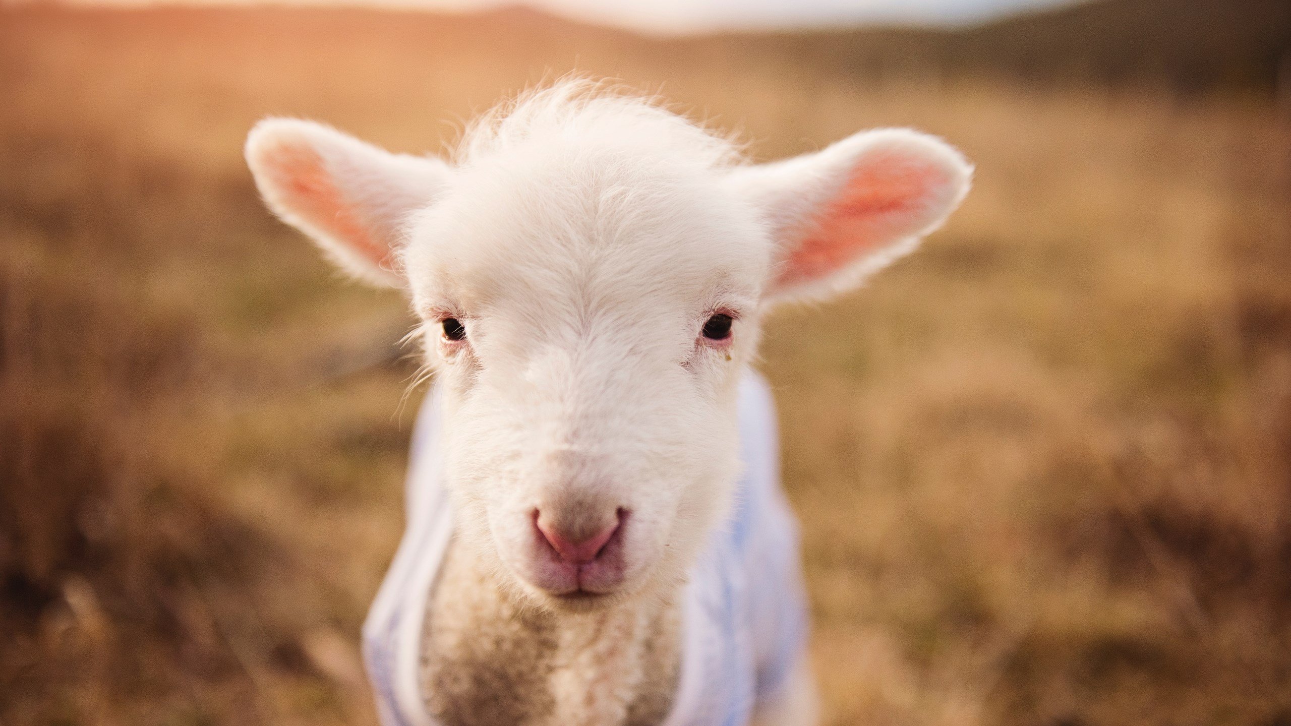 联赛严格要求,球场人员规范行为,球队的合格参赛球员
