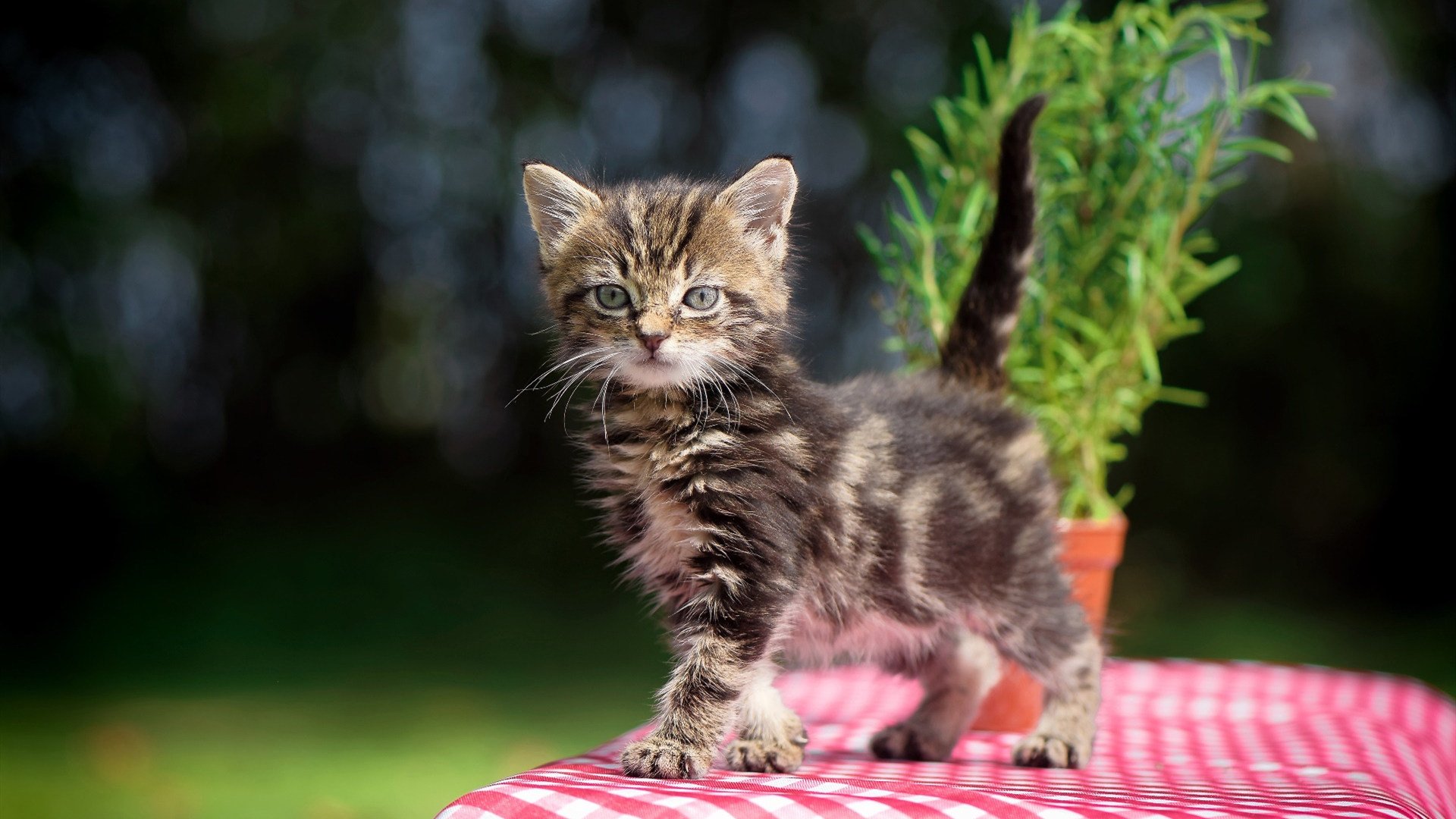 输赢不分!国内足球联赛连续受瞩目,中国足球联赛排名榜