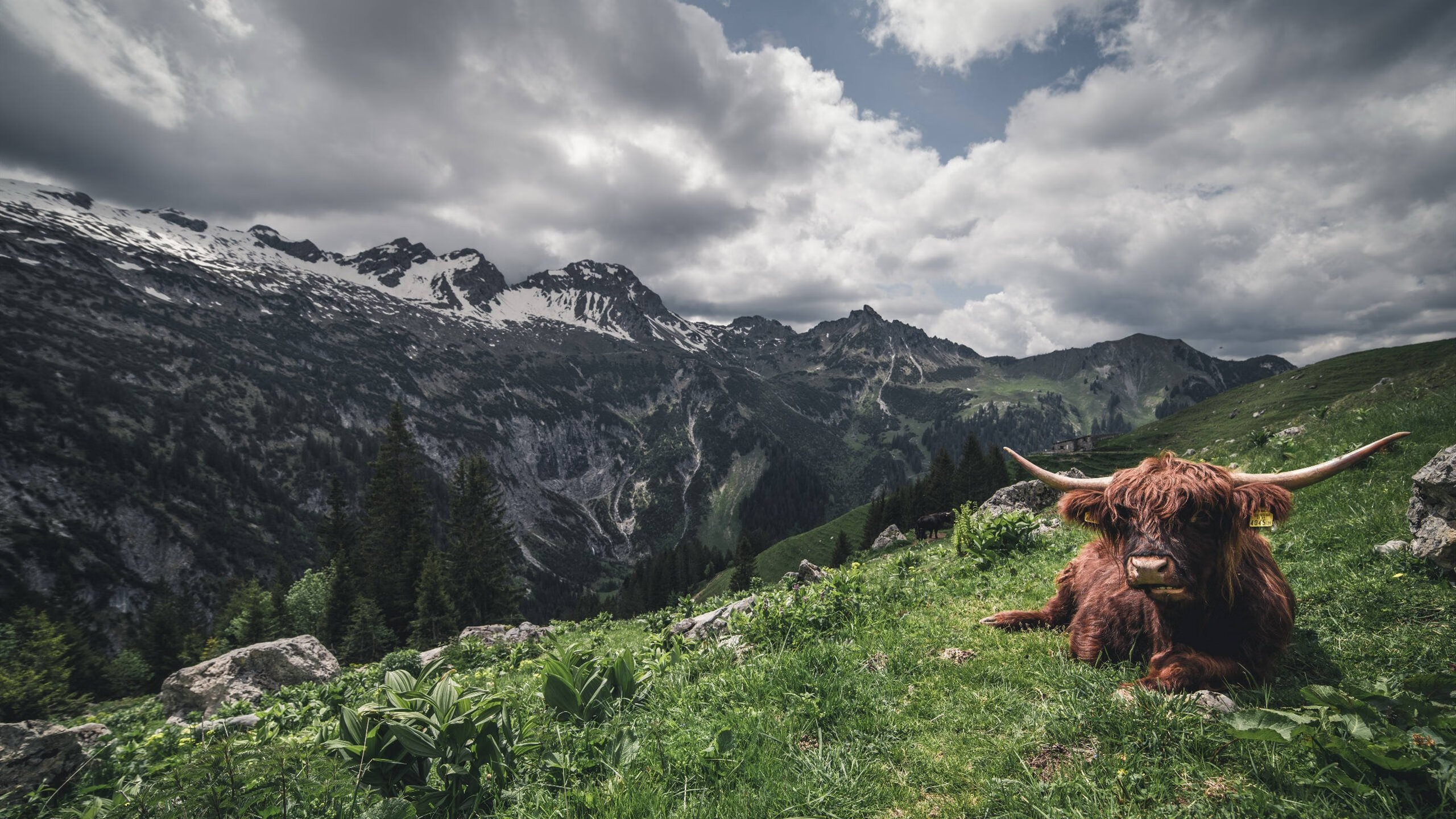世俱杯决赛:超级对决燃爆你的赛场热情,世俱杯决赛集锦