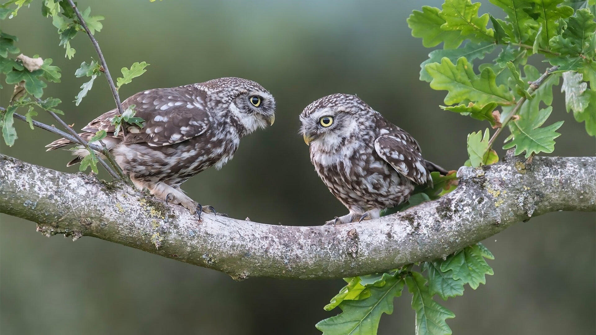 kaiyun.com-中国男篮全队积极参与战术执行分析，中国男篮最新的道具