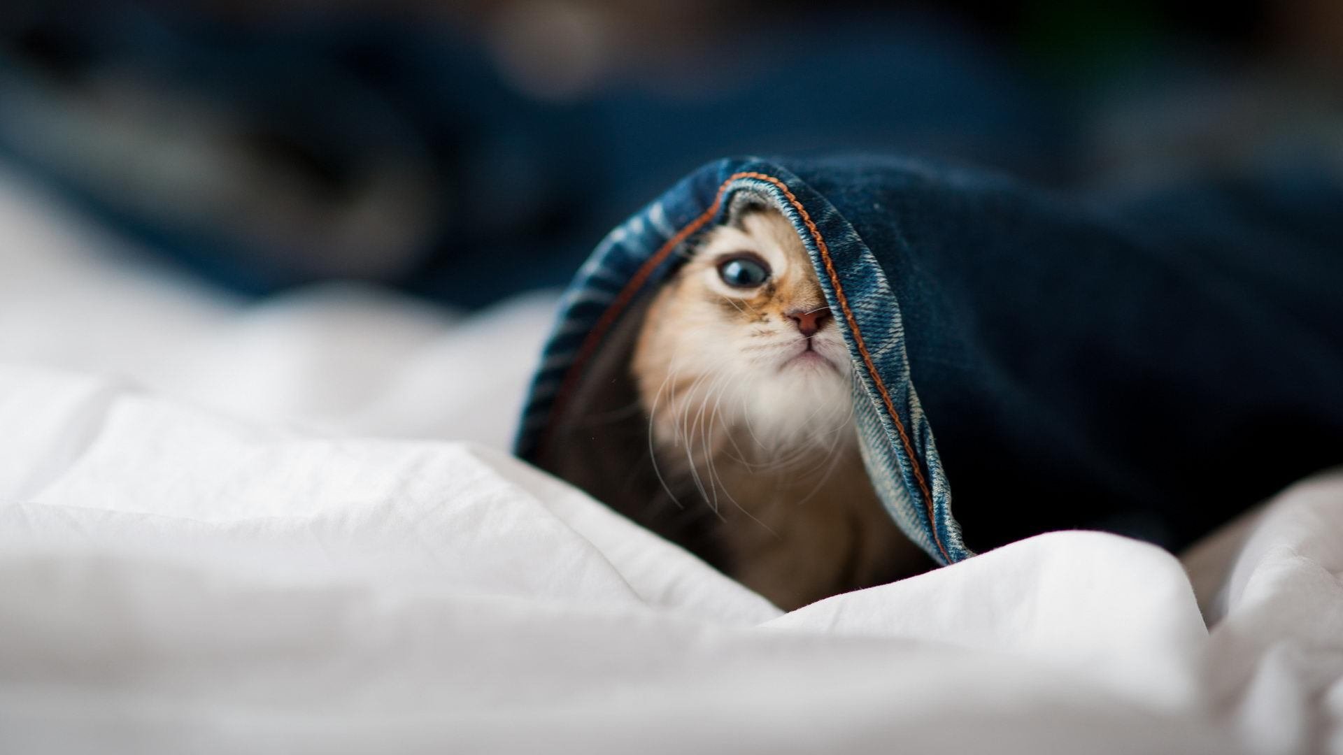 体育新闻中心推动体育视频内容智能剪辑技术研发，体育新闻短视频