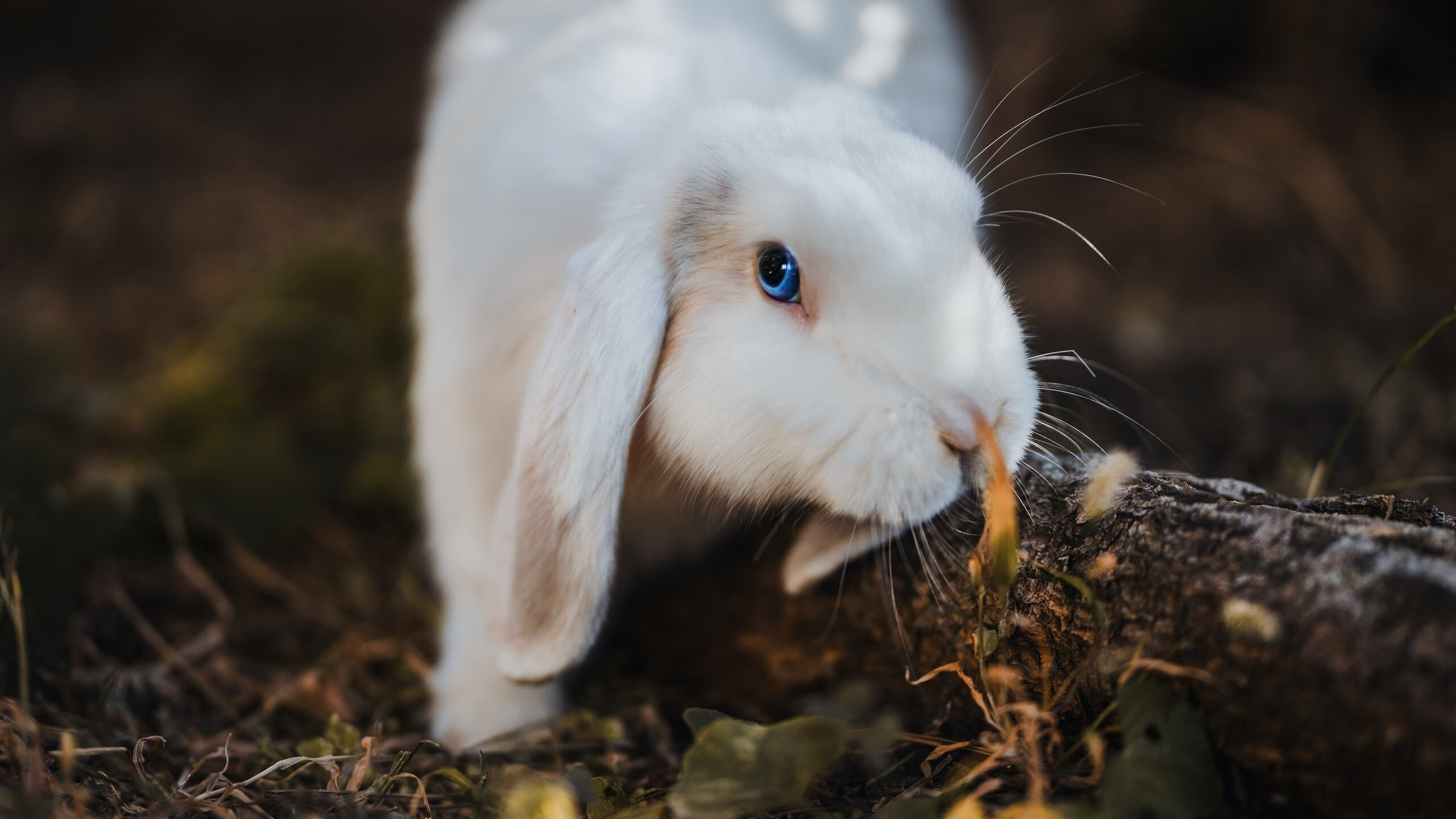 kaiyun体育app-瑞典队乒乓球战术：攻防结合的完美艺术，瑞典乒乓球现役队员