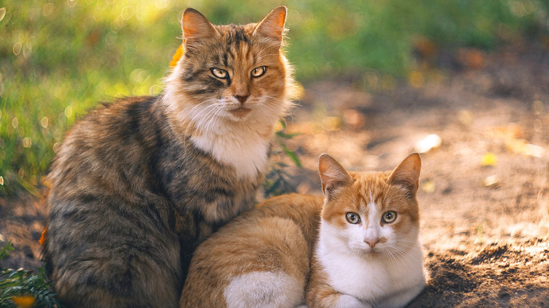 职业球员个人IP塑造未能带动联赛热度，球员职业生涯
