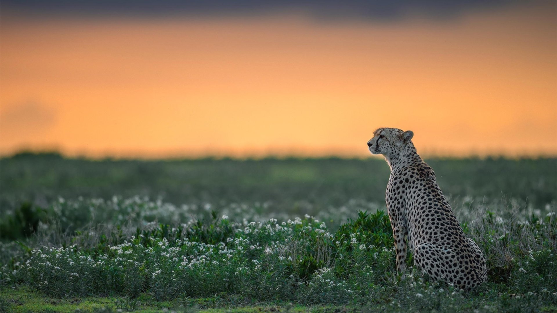 开云网站-赫罗纳后场稳固逐步化解对手攻势，赫罗纳队服