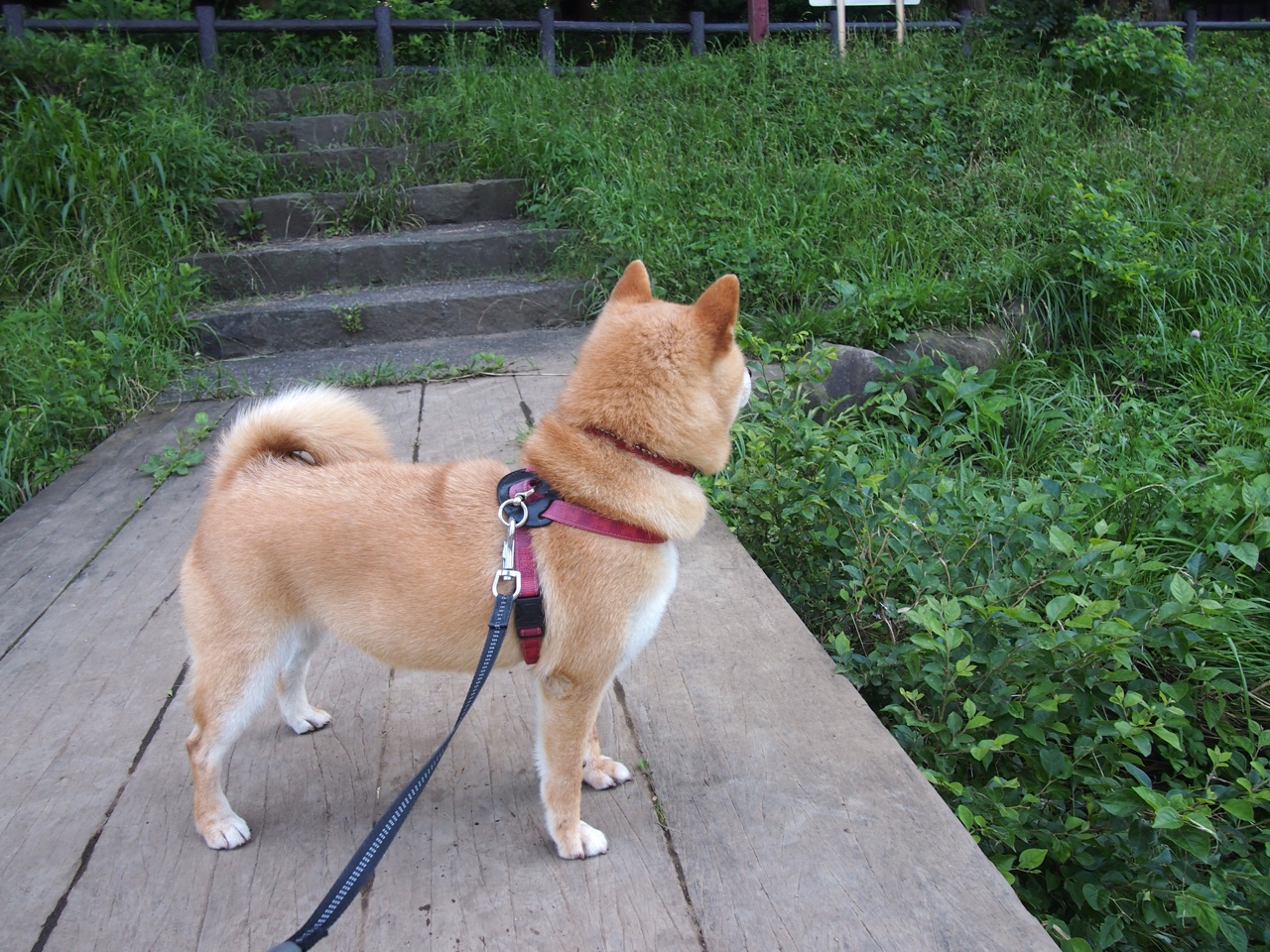 乔·莫伊:全黑队scrum中场的关键角色,推动比赛节奏,乔乔莫伊斯