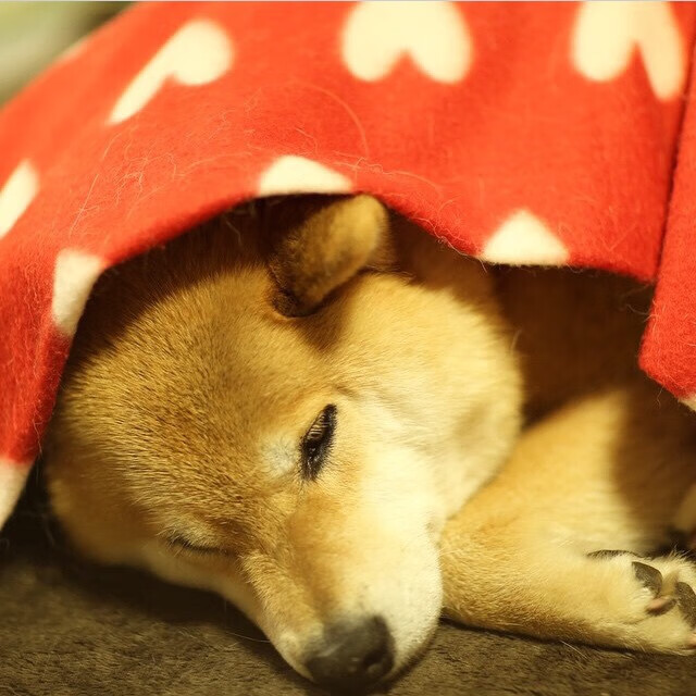 希腊男篮在欧洲锦标赛中实力稳固，期待实现三连冠梦想，希腊男子篮球联赛