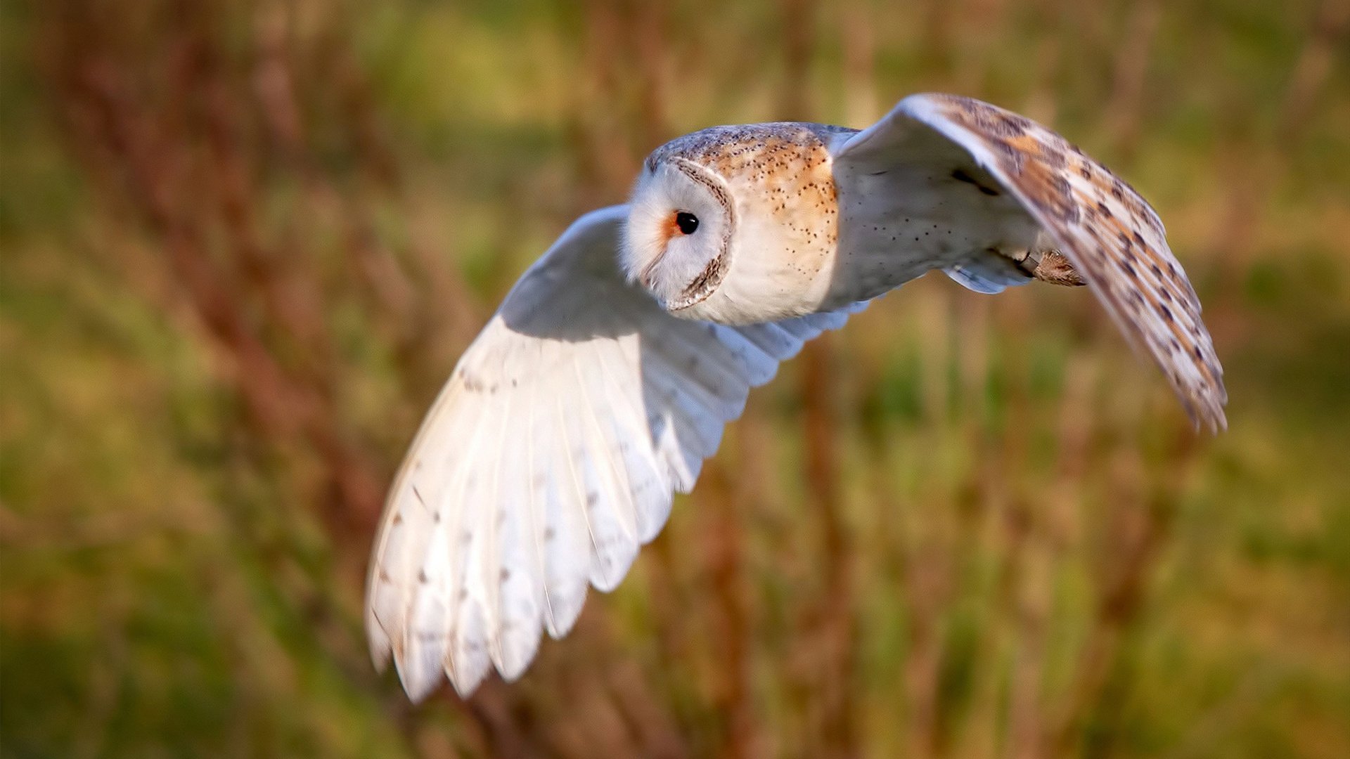 德甲战术多变:布局巧妙,精彩纷呈!,德甲打法特点