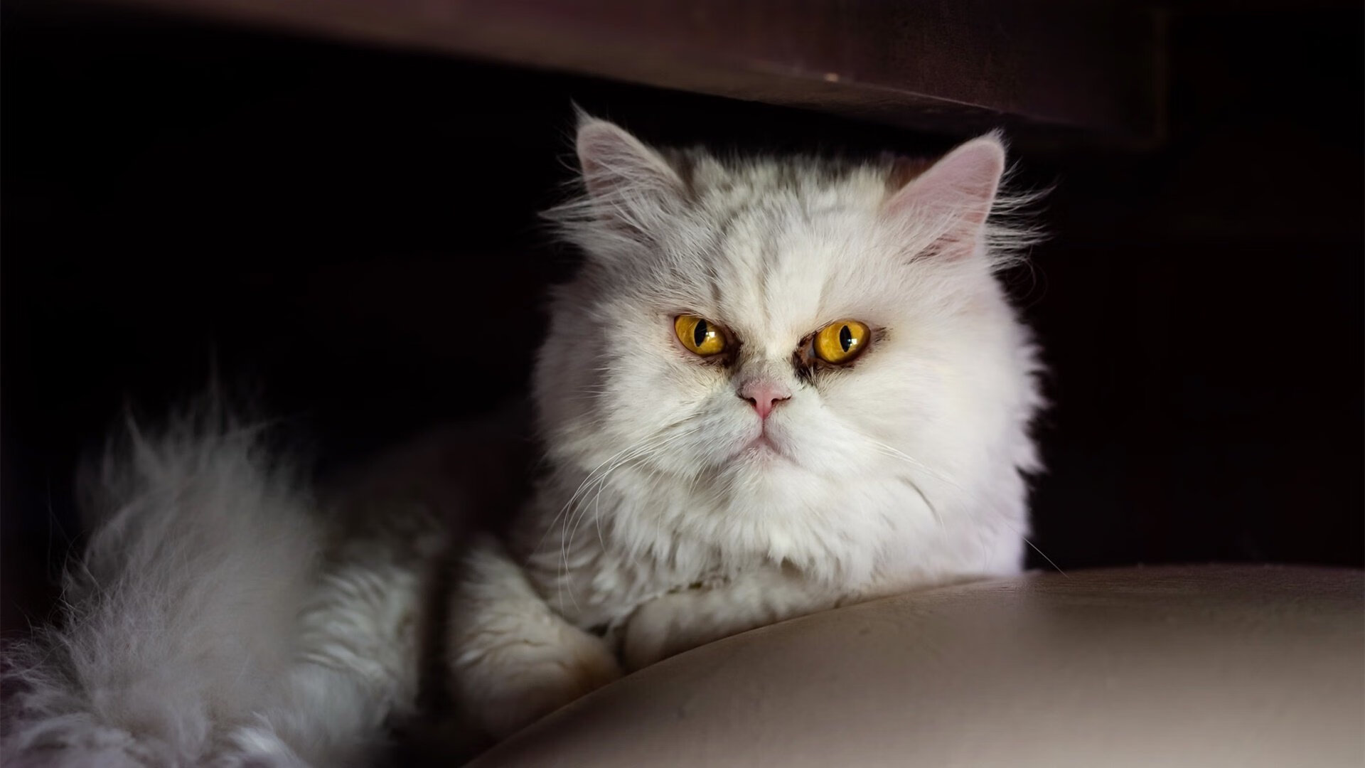 澳大利亚袋鼠队的进攻组织流畅,球员间默契十足,澳大利亚袋鼠竞赛官网